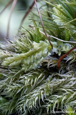 Growing among mosses